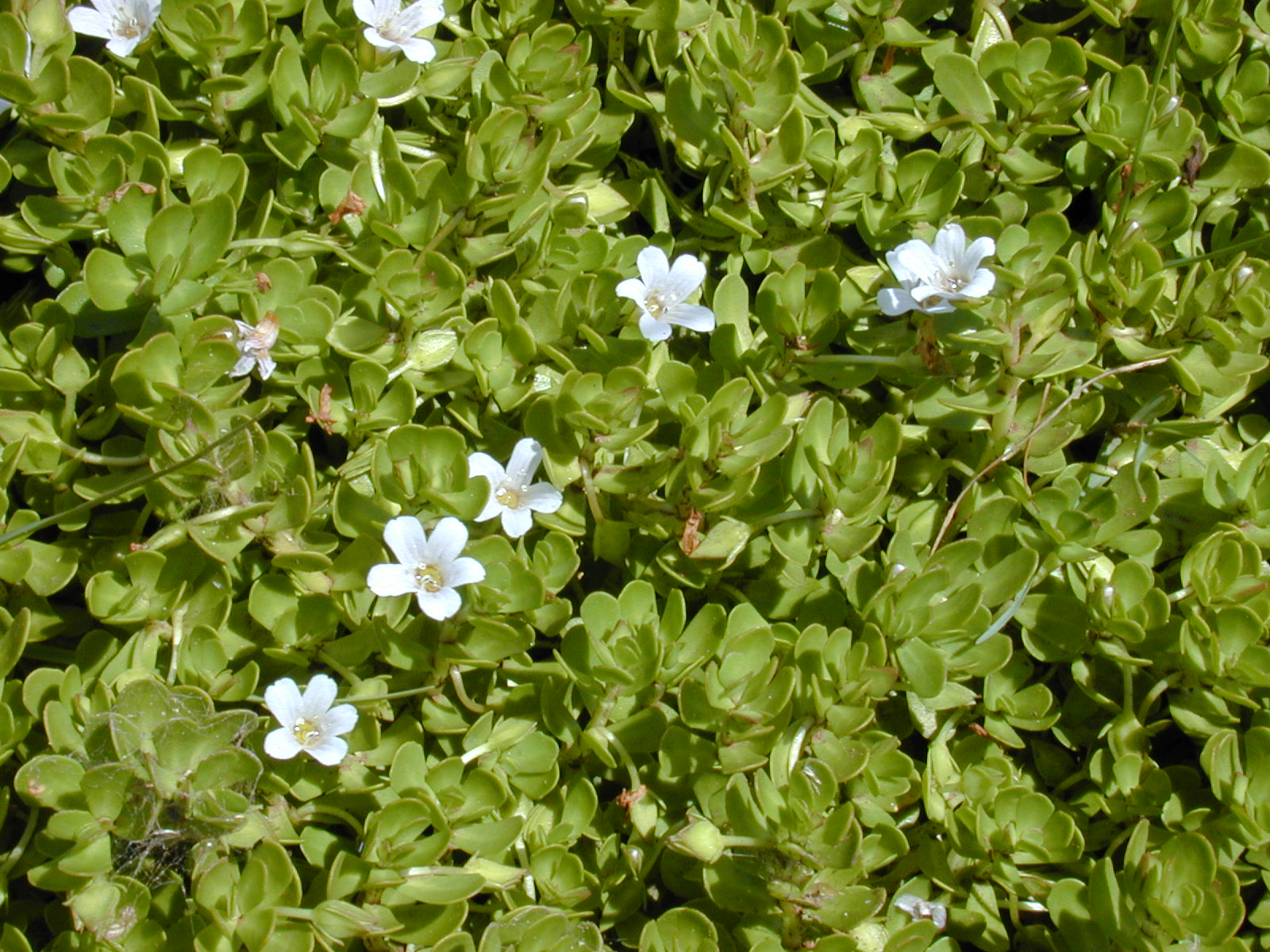 Bacopa Monnieri