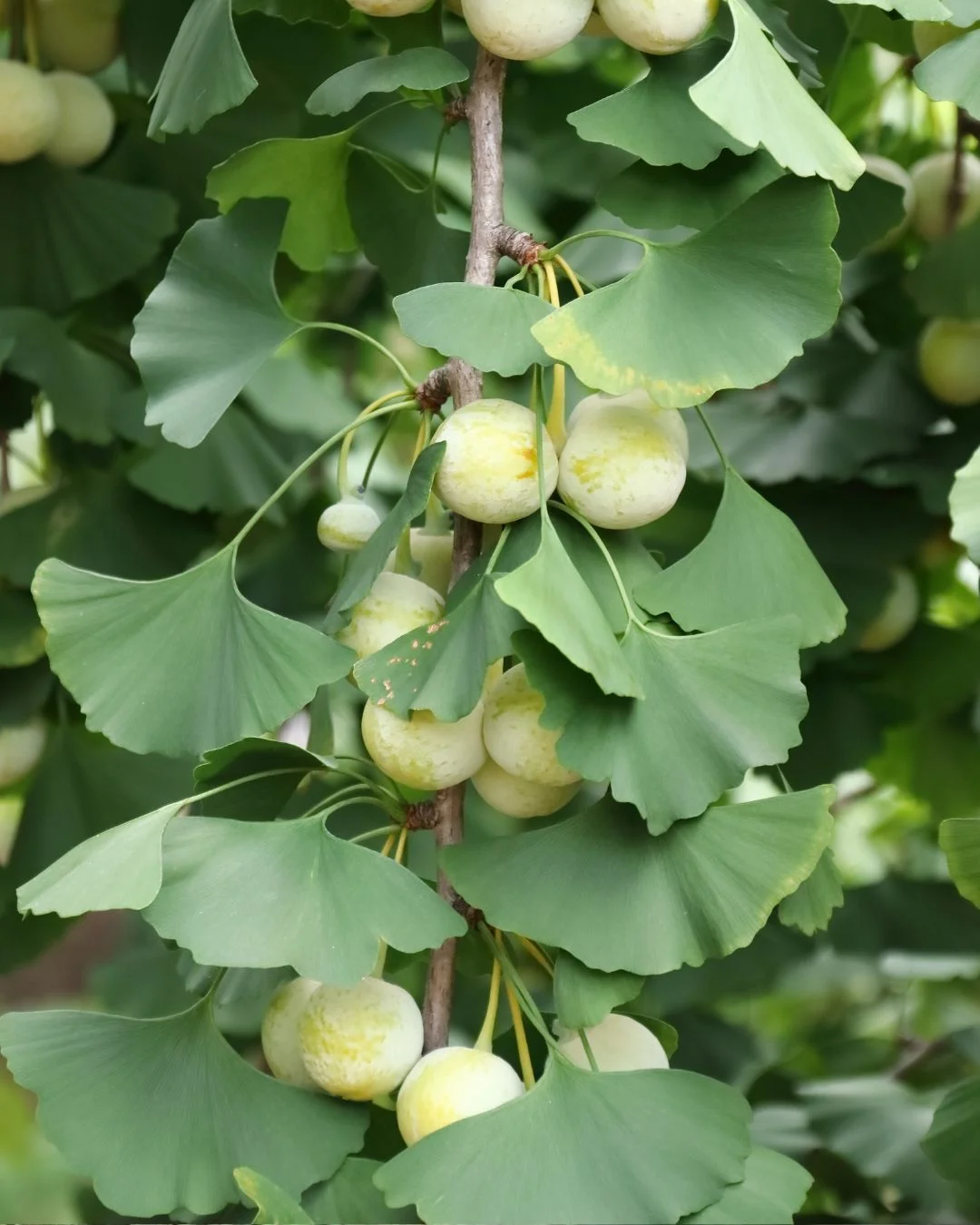 Ginkgo Bilobat