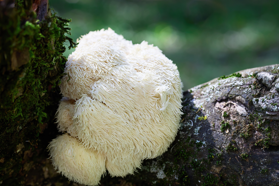 Lion's Mane Mushroom