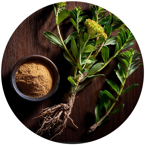 Rhodiola Rosea